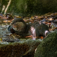 vydra malá - Aonyx cinerea