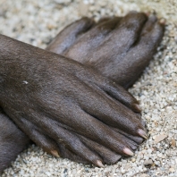 vydra obrovská - Pteronura brasiliensis