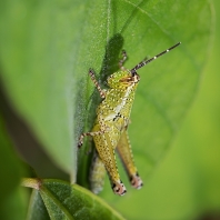 Xenocatantops humilis