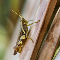 Xenocatantops humilis