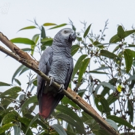 žako šedý - Psittacus erithacus