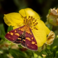 zavíječ purpurový - Pyrausta purpuralis