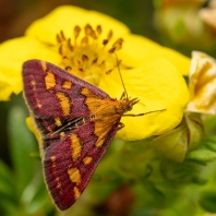 zavíječ purpurový - Pyrausta purpuralis