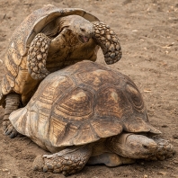 želva ostruhatá - Centrochelys sulcata