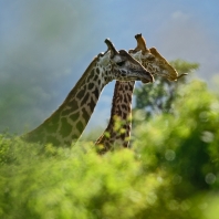 žirafa - Giraffa camelopardalis