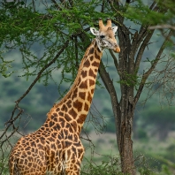 žirafa - Giraffa camelopardalis