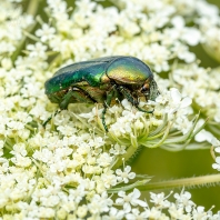 zlatohlávek zlatý - Cetonia aurata