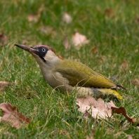 žluna zelená - Picus viridis