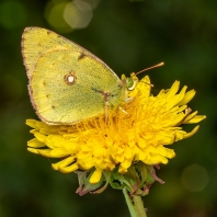 žluťásek čilimníkový - Colias crocea