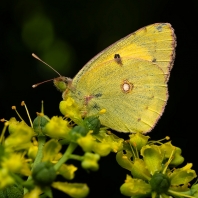 žluťásek čilimníkový - Colias crocea