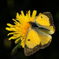 žluťásek čilimníkový - Colias crocea