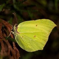 žluťásek řešetlákový - Gonepteryx...