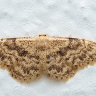 žlutokřídlec senomilný - Idaea inquinata