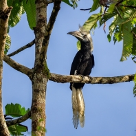 zoborožec vlasatý - Berenicornis comatus