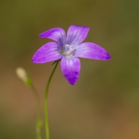 zvonek rozkladitý - Campanula patula